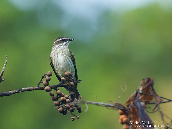 Piraattiran / Piratic Flycatcher - Commewijne