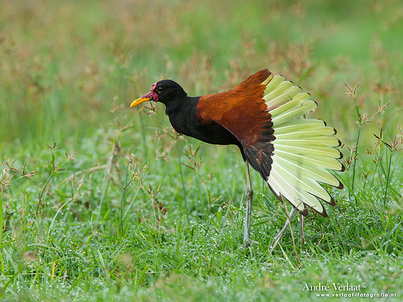 Leljacana / Wattled Jacana - Peperpot