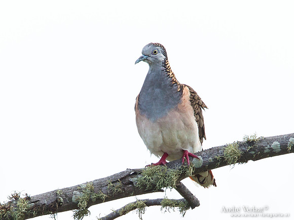 Roodnekzebraduif / Bar-shouldered Dove - Bowra Sanctuary