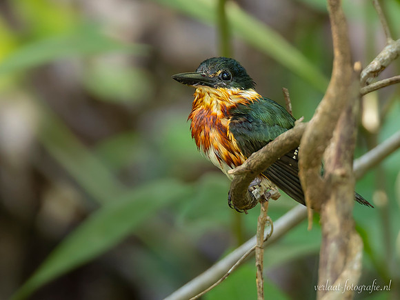 Groene Dwergijsvogel / American Pygmy Kingfisher - Rio Lagartos