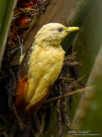Strogele Specht / Cream-colored Woodpecker - Commewijne