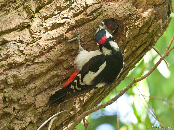 Grote Bonte Specht / Great Spotted Woodpecker - Zwaagdijk-Oost