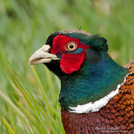 Fazant / Pheasant - Schardam