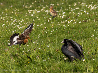 Grutto / Black-tailed Godwit - Wognum