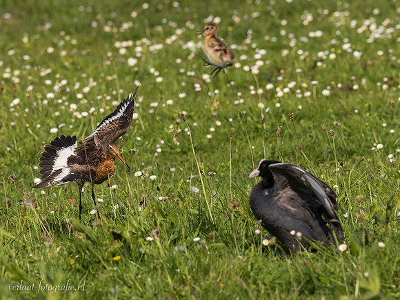 Grutto / Black-tailed Godwit - Wognum
