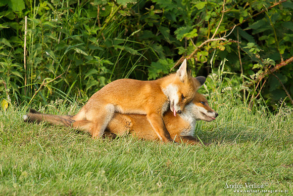 Vos / Red Fox - Zoetermeer