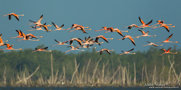 Caribische Flamingo / Greater Flamingo - Bigi Pan