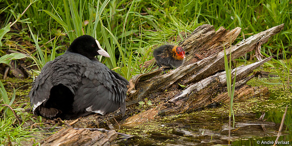 Meerkoet / Coot - Leekermeer