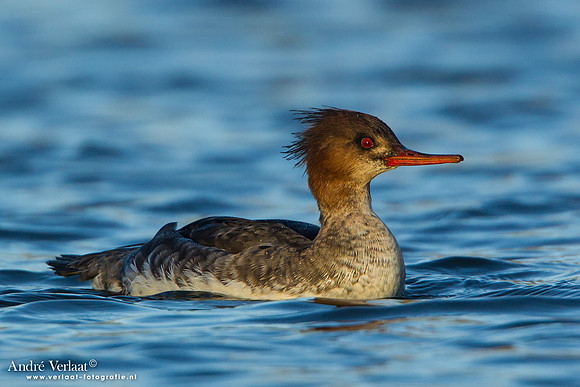 Middelste Zaagbek - Red-breasted Merganser - Den Oever-2