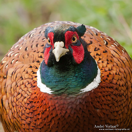 Fazant / Pheasant - Schardam