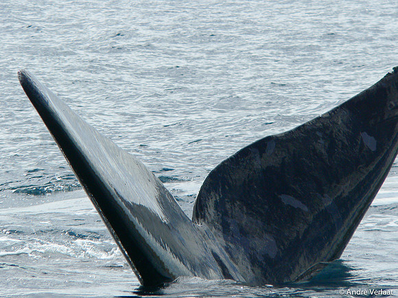 Zuidkaper / Southern Right Whale - Peninsula Valdes, Argentina