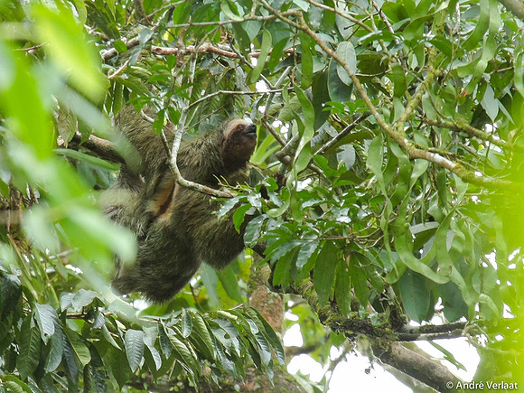 3-tenige Luiaard / Three Toad Sloth - Sarapiquí, Costa Rica