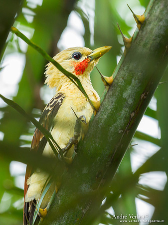 Strogele Specht / Cream-colored Woodpecker - Commewijne