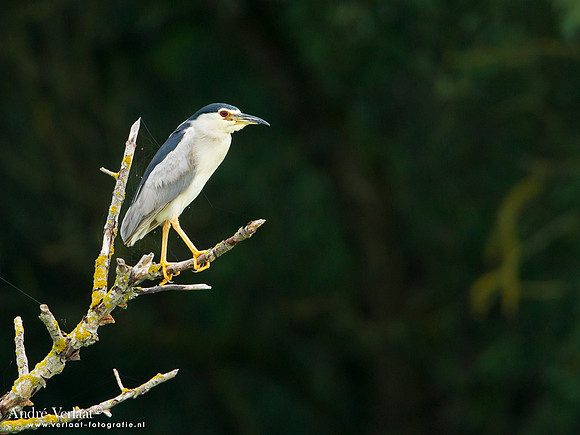 Kwak / Black-crowned Night-Heron -