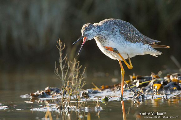 Kleine Geelpootruiter / Lesser Yellowlegs - Den Oever