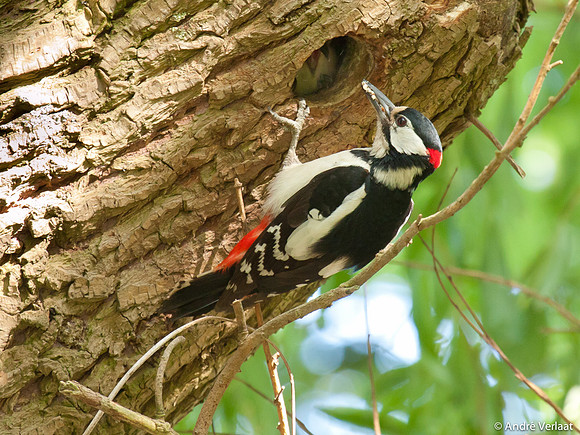 Grote Bonte Specht / Great Spotted Woodpecker - Zwaagdijk-Oost