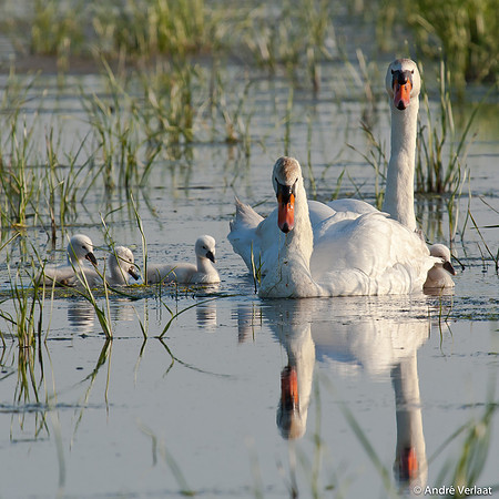 Knobbelzwaan / Mute Swan - Zeevang
