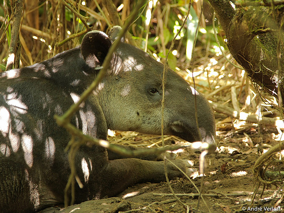 Midden Amerikaanse Tapir / Baird's Tapir - Corcovado NP, Costa Rica