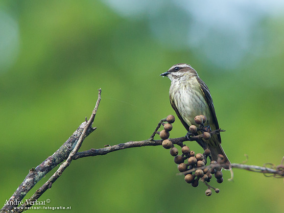 Piraattiran / Piratic Flycatcher - Commewijne