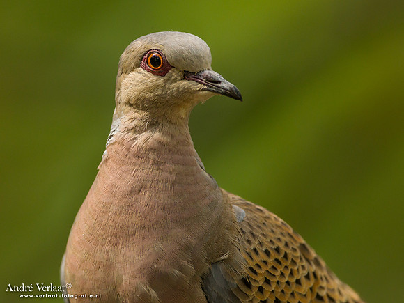 Zomertortel / Turtle-Dove - Tiszagyenda