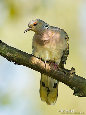 Zomertortel / Turtle-Dove - Tiszagyenda