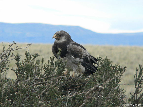 Grijze Arendbuizerd / Black-chested Buzzard Eagle - El Calafate
