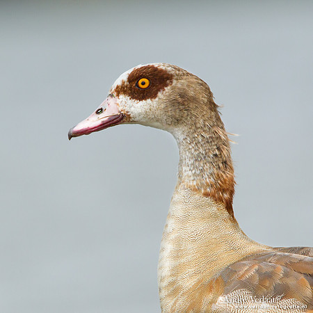 Nijlgans / Egyptian Goose - Den Helder