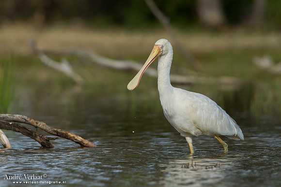 Geelsnavellepelaar / Yellow-billed Spoonbill - Bowra Sanctuary