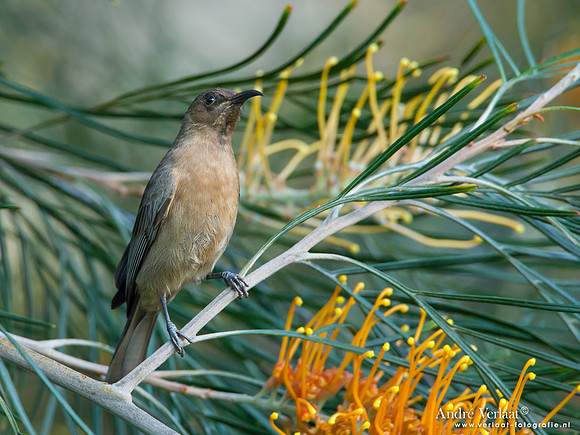 Bruine Dwerghoningeter / Dusky Honeyeater - Fraser Island
