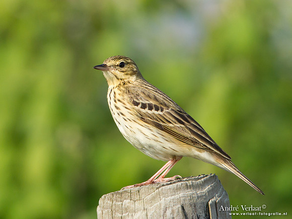 Boompieper / Tree Pipit - Den Oever