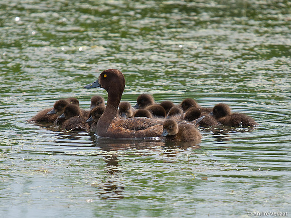 Kuifeend / Tufted Duck - Waterberging Twisk
