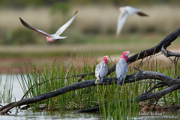 Roze Kaketoe- Galah / Bowra Sanctuary
