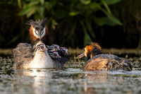 Fuut / Great Crested Grebe - Wognum