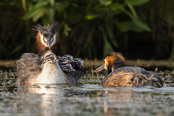 Fuut / Great Crested Grebe - Wognum