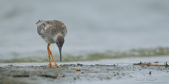 Tureluur / Redshank - Den Helder