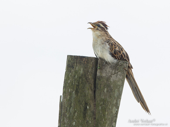 Gestreepte Koekoek / Striped Cuckoo - Peperpot