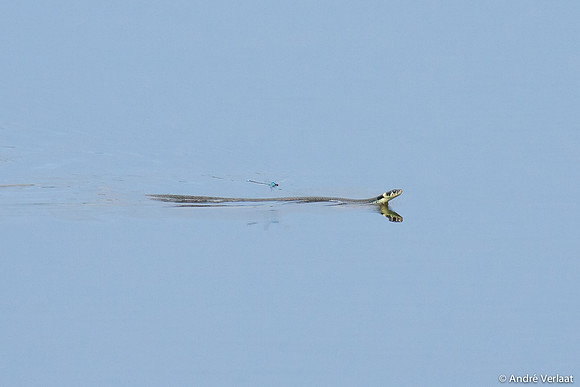 Ringslang - Grote Roodoogjuffer / Grass snake - Red-eye Damselfly - Oostvaardersplassen, NL