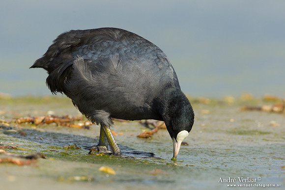 Meerkoet / Coot - Den Helder