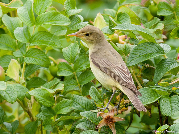 Spotvogel / Icterine Warbler - Groote Keeten