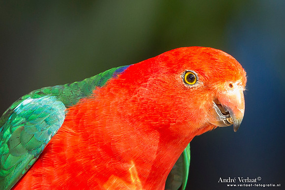 Australische Koningsparkiet / Australian King Parrot - Lamington Park