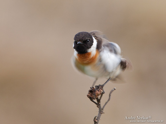 Roodborsttapuit / Stonechat - Hargen aan Zee