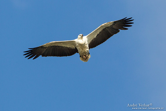 Witbuikzeearend / White-bellied Sea Eagle - Fraser Island