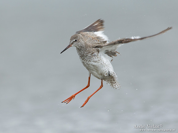 Tureluur / Redshank - Den Helder