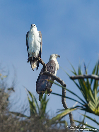 Witbuikzeearend / White-bellied Sea Eagle - Fraser Island