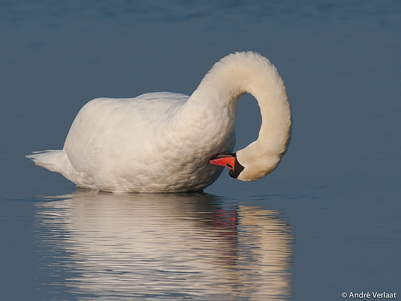Knobbelzwaan / Mute Swan - Oostvaardersplassen