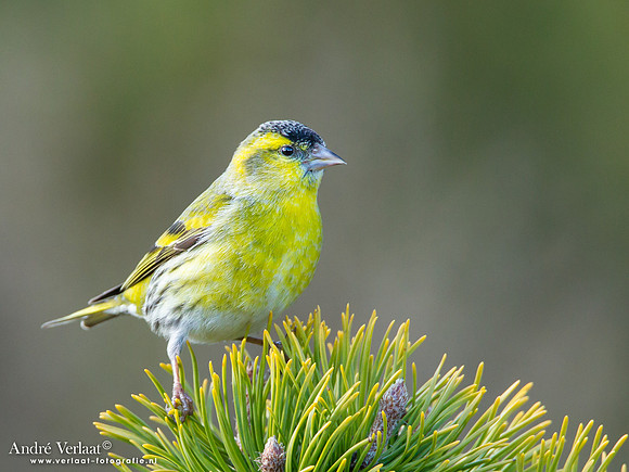 Sijs / Siskin - Lemelerberg