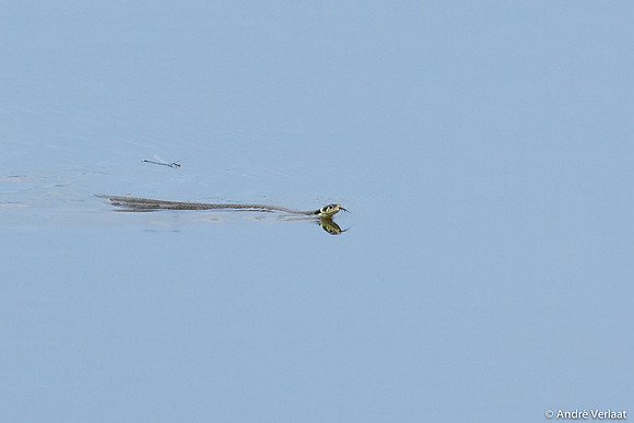 Ringslang - Grote Roodoogjuffer / Grass snake - Red-eye Damselfly - Oostvaardersplassen, NL