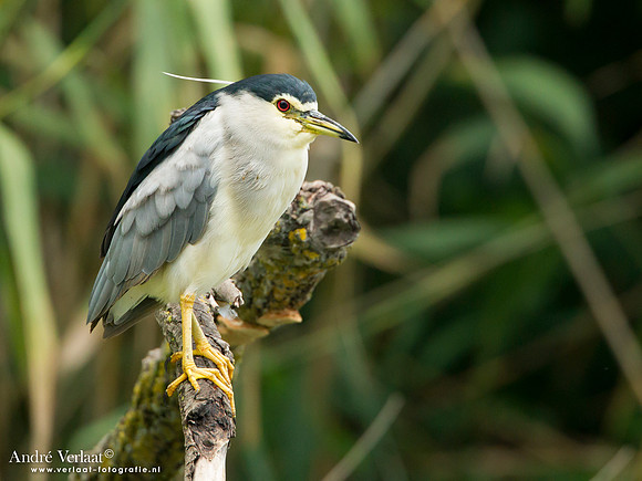 Kwak / Black-crowned Night-Heron - Hortobagyi Nemzeti Park