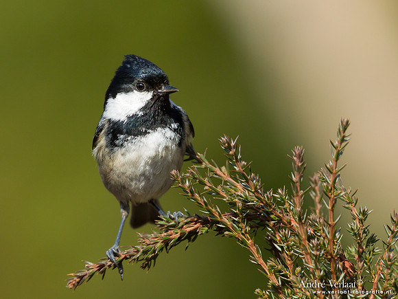 Zwarte Mees / Coal Tit - Lemelerberg