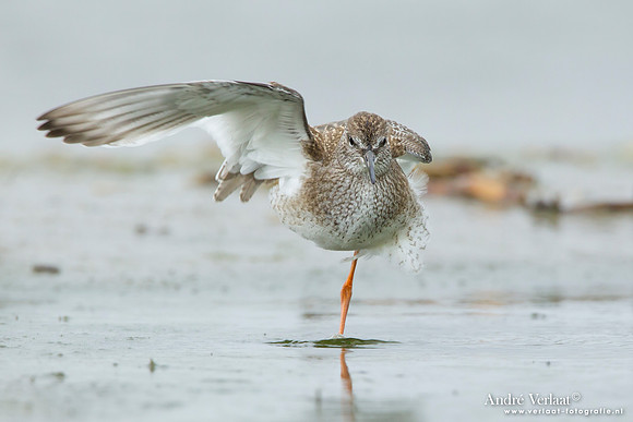 Tureluur / Redshank - Den Helder